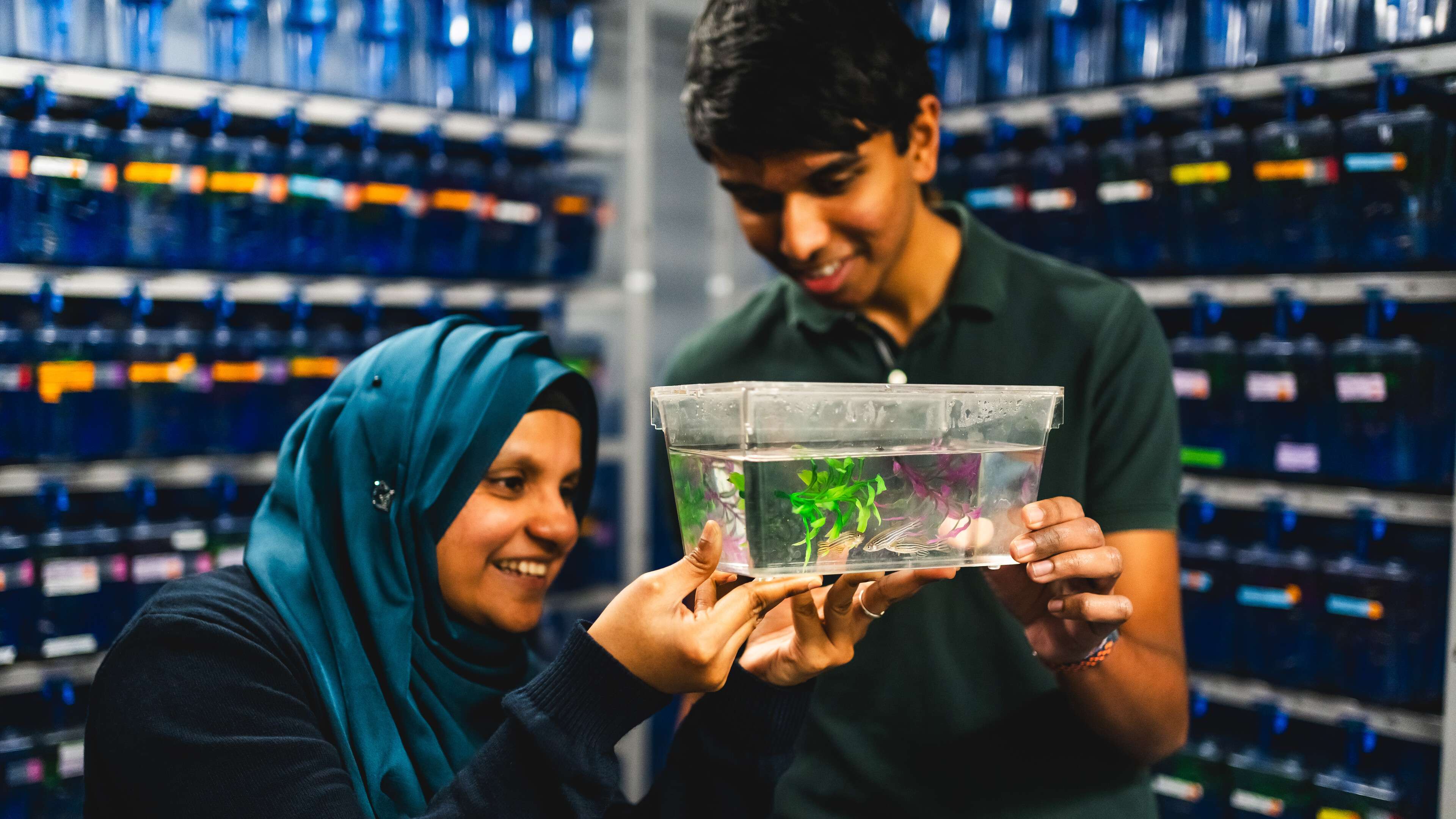 Biological science students working together in Zebra Fish Laboratory