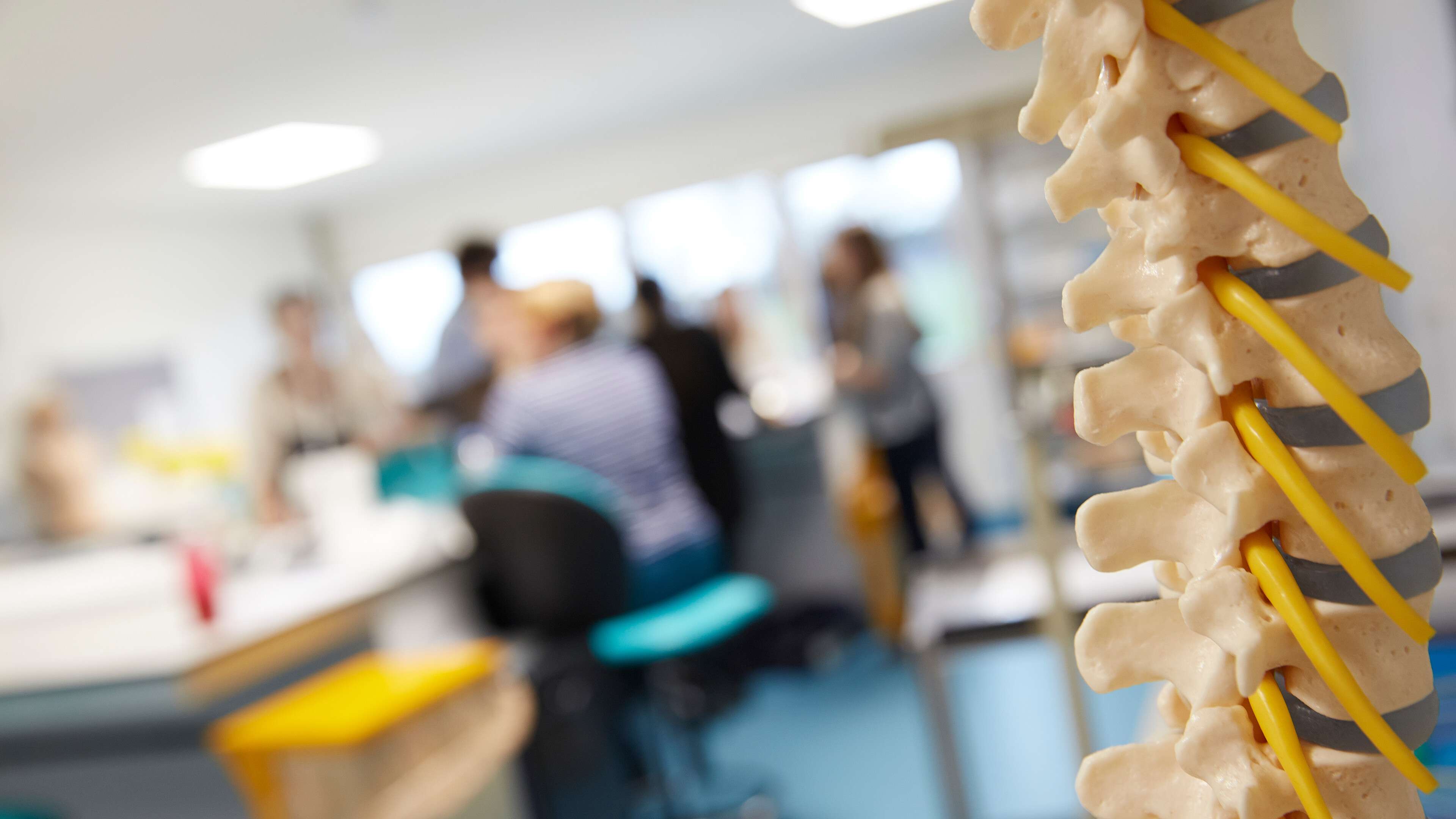 Anatomy Model Spine - Norwich Medical School