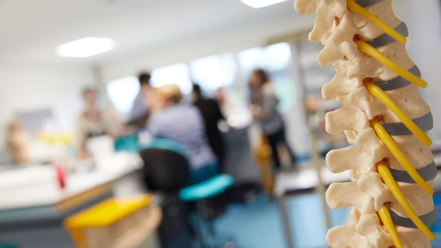 Anatomy Model Spine - Norwich Medical School