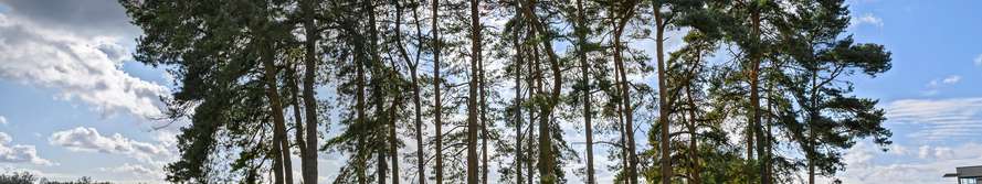 Trees on campus