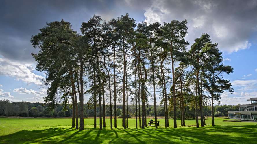 Trees on campus