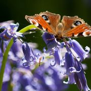Butterfly on a flower