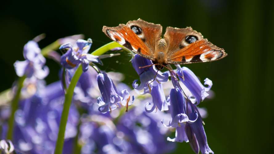Butterfly on a flower