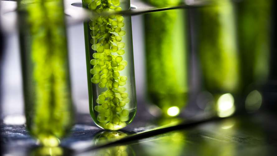 Test tubes in a laboratory