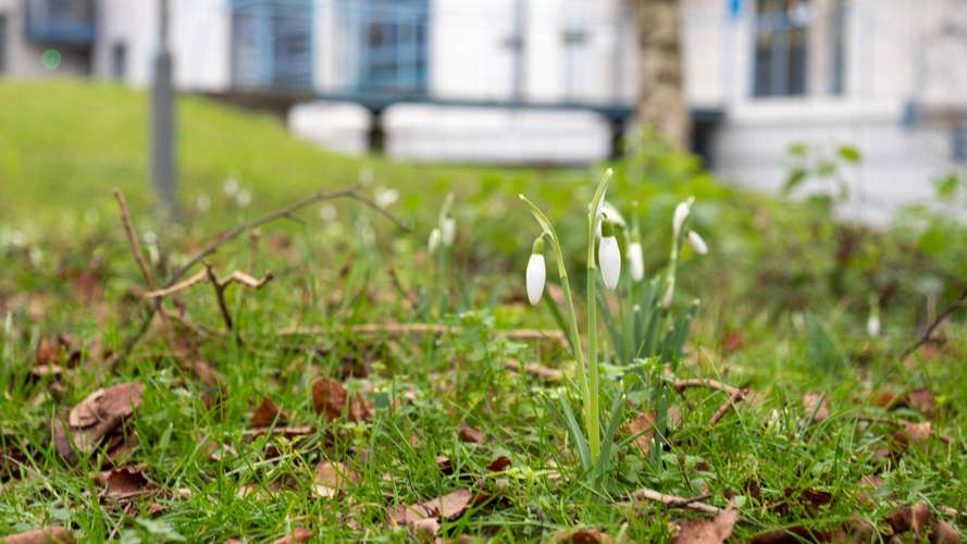 Snowdrops in front of Queen's building in mid January