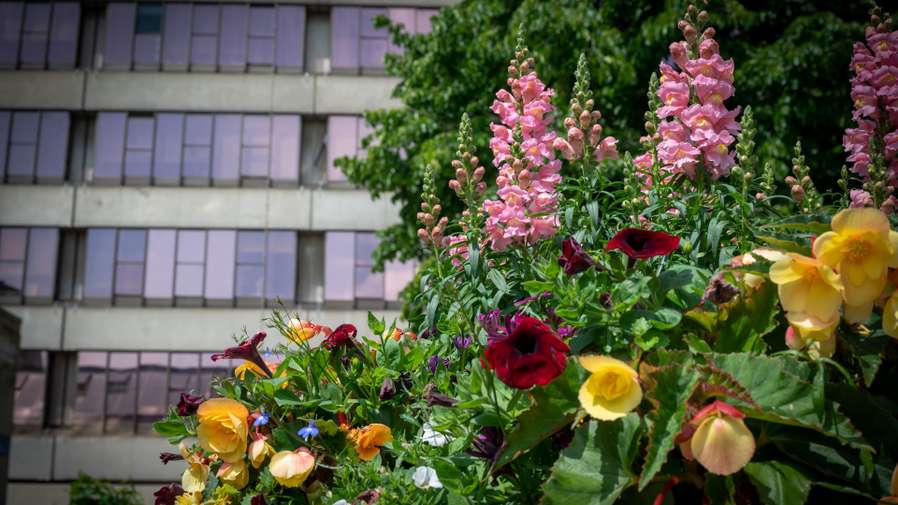 The Lasdun Wall showing trees showing the green surrounding environment