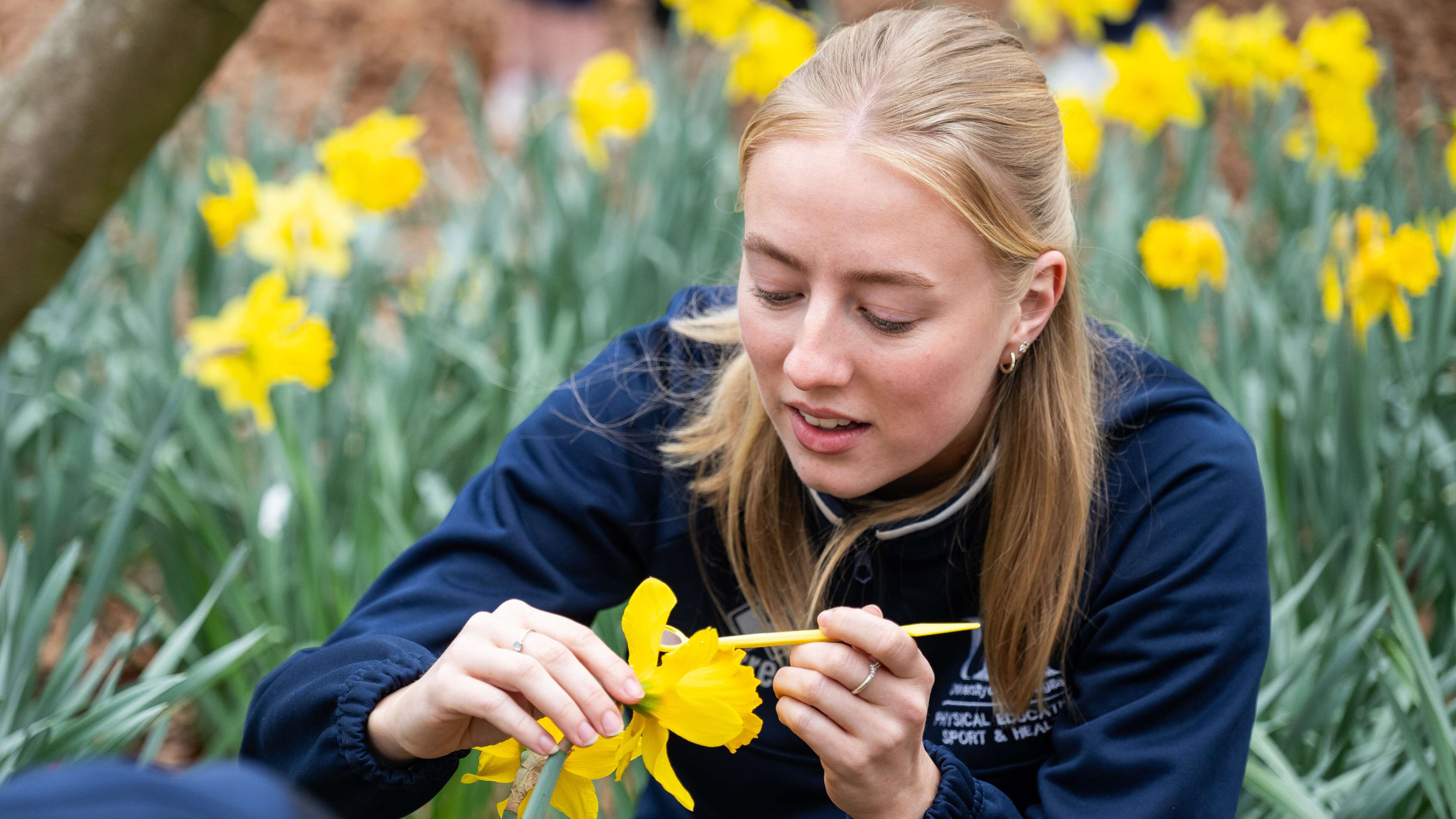 Education student inspecting a daffodil