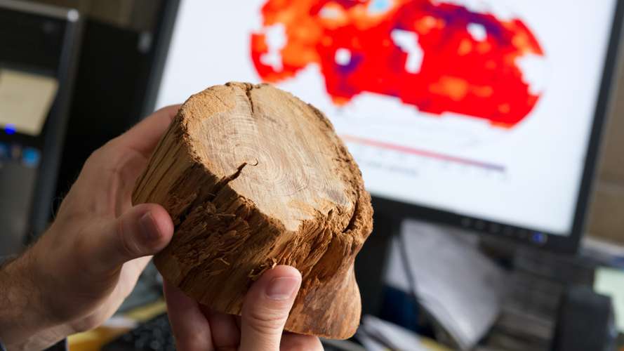 Measuring tree rings at the CRU on campus