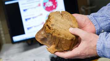 Measuring tree rings at the CRU on campus.