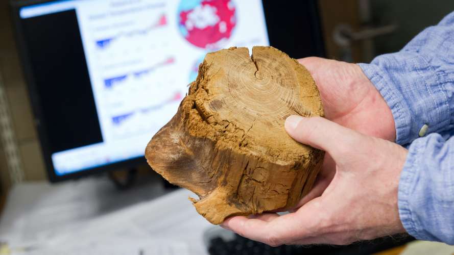 Measuring tree rings at the CRU on campus.