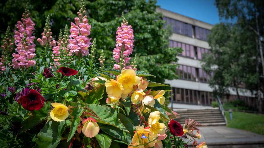 The Lasdun Wall showing trees showing the green surrounding environment