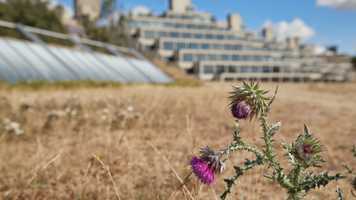Flower in the foreground with the ziggurats and sainsbury centre in the background