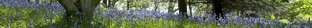 Campus Views - Woods and Bluebells