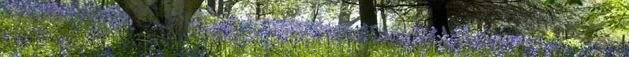Campus Views - Woods and Bluebells