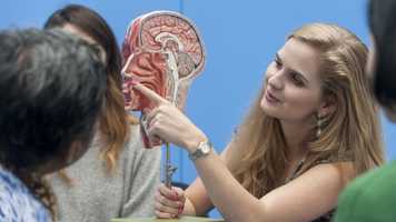 Speech & language therapy student pointing to cross-section of head model