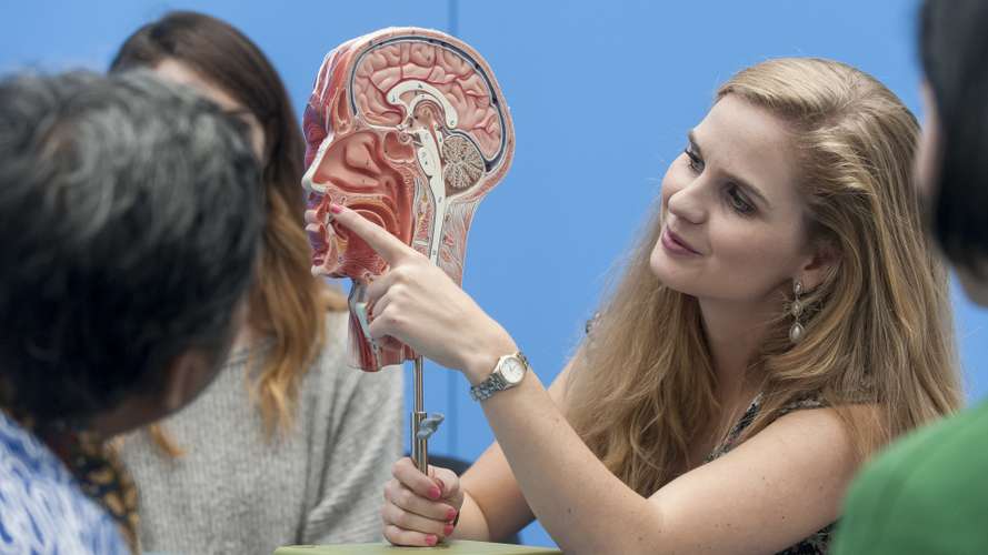 Speech & language therapy student pointing to cross-section of head model