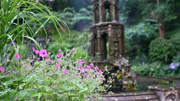 A fountain in the background with delicate pink flowers in the foreground, taken in The Victorian Plantation Garden in Norwich