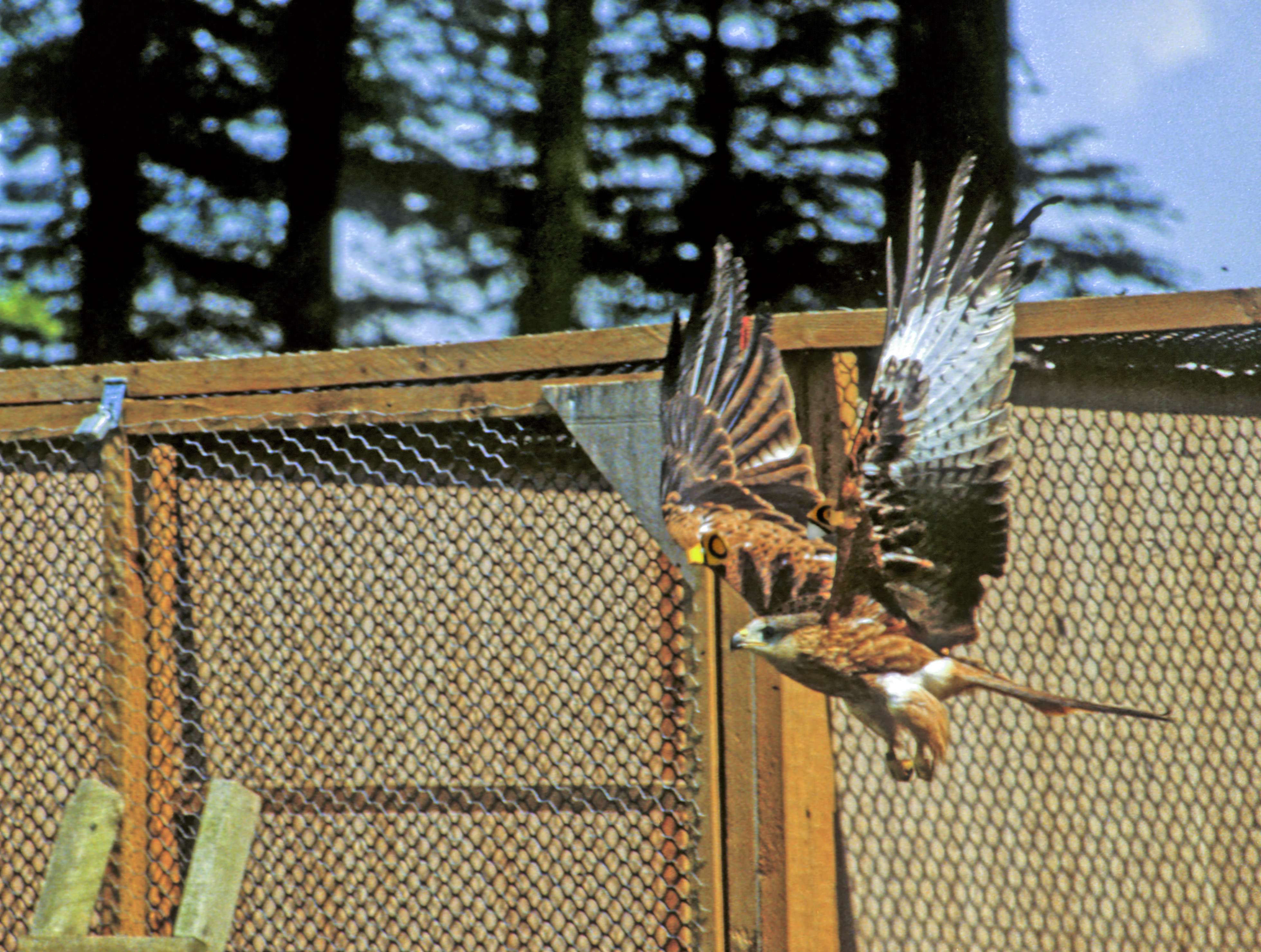 A red kite takes its first flight out of its rearing cage.
