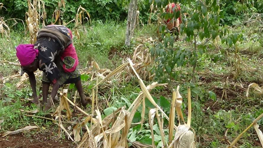 Woman bending over in a field