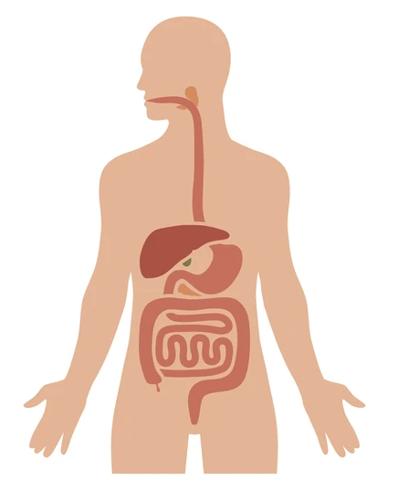 Illustration of the human digestive system, showing organs like the esophagus, stomach, liver, intestines, and pancreas in a simplified style.