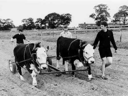 historical-archive-development-studies-farm-cows-plough.jpg