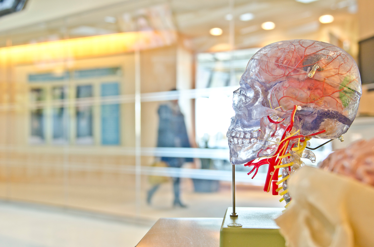 transparent model of human brain