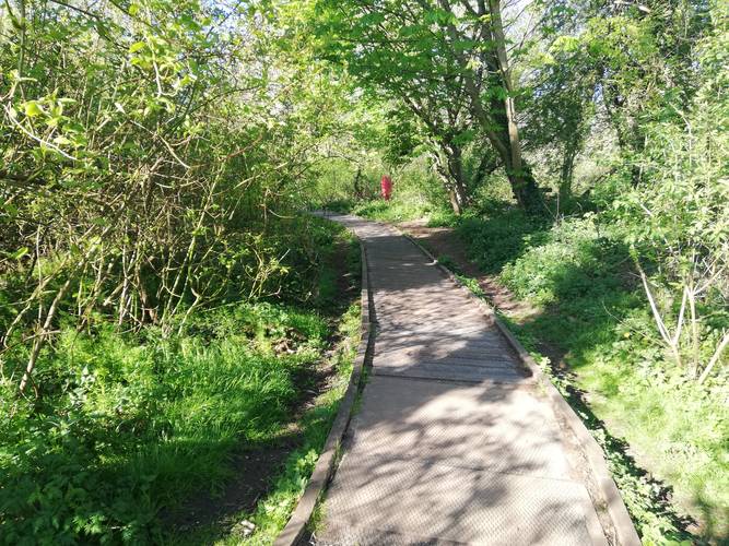 Boardwalk by UEA lake