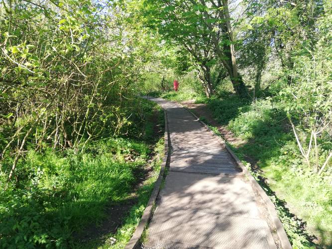 Boardwalk by UEA lake