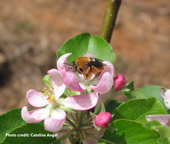 Centris Nitems bee a Brazilian species of wild bee visiting apple