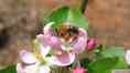Centris Nitems bee a Brazilian species of wild bee visiting apple