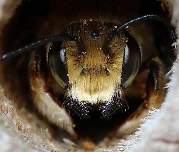 Megachile Leafcutter Bee