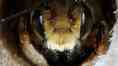 Megachile Leafcutter Bee
