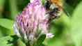Bombus cf. pascuorum bee, worker visiting Clover