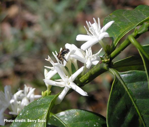 Melipona fasciata bee visiting coffee plant