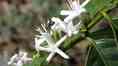 Melipona fasciata bee visiting coffee plant