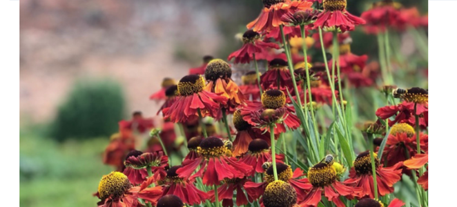 some red flowers
