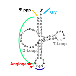 •	Figure to show a mature tRNA molecule with the Angiogenin cleavage site depicted, which gives rise to a tRNA-derived fragment in cancer cells