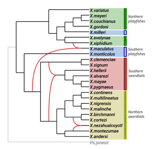 phylogenetics diagram