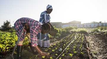 Farmers planting seedlings