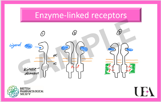 2020-PHA-receptor2-leannestokes