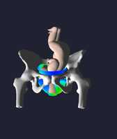 3D model of a fetus positioned head-down within a pelvis, surrounded by colourful anatomical structures on a dark background.
