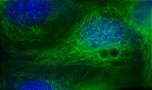 Blue and green coloured microscopic image