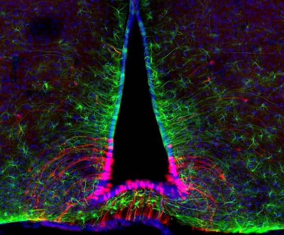 Tanycytes 