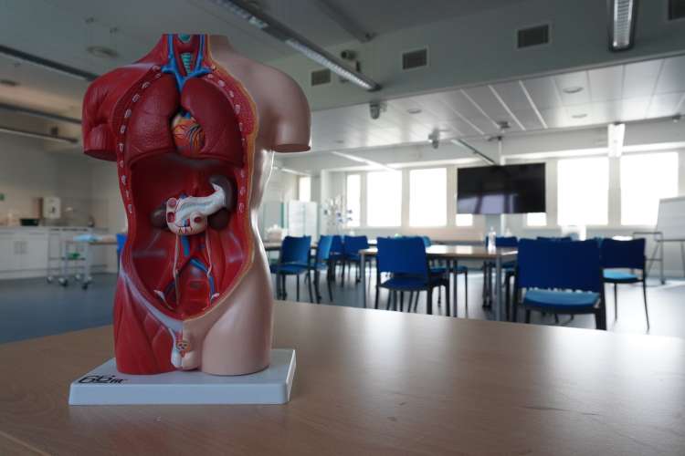 Clinical Skills lab photo with a model of the human body's organs on a table
