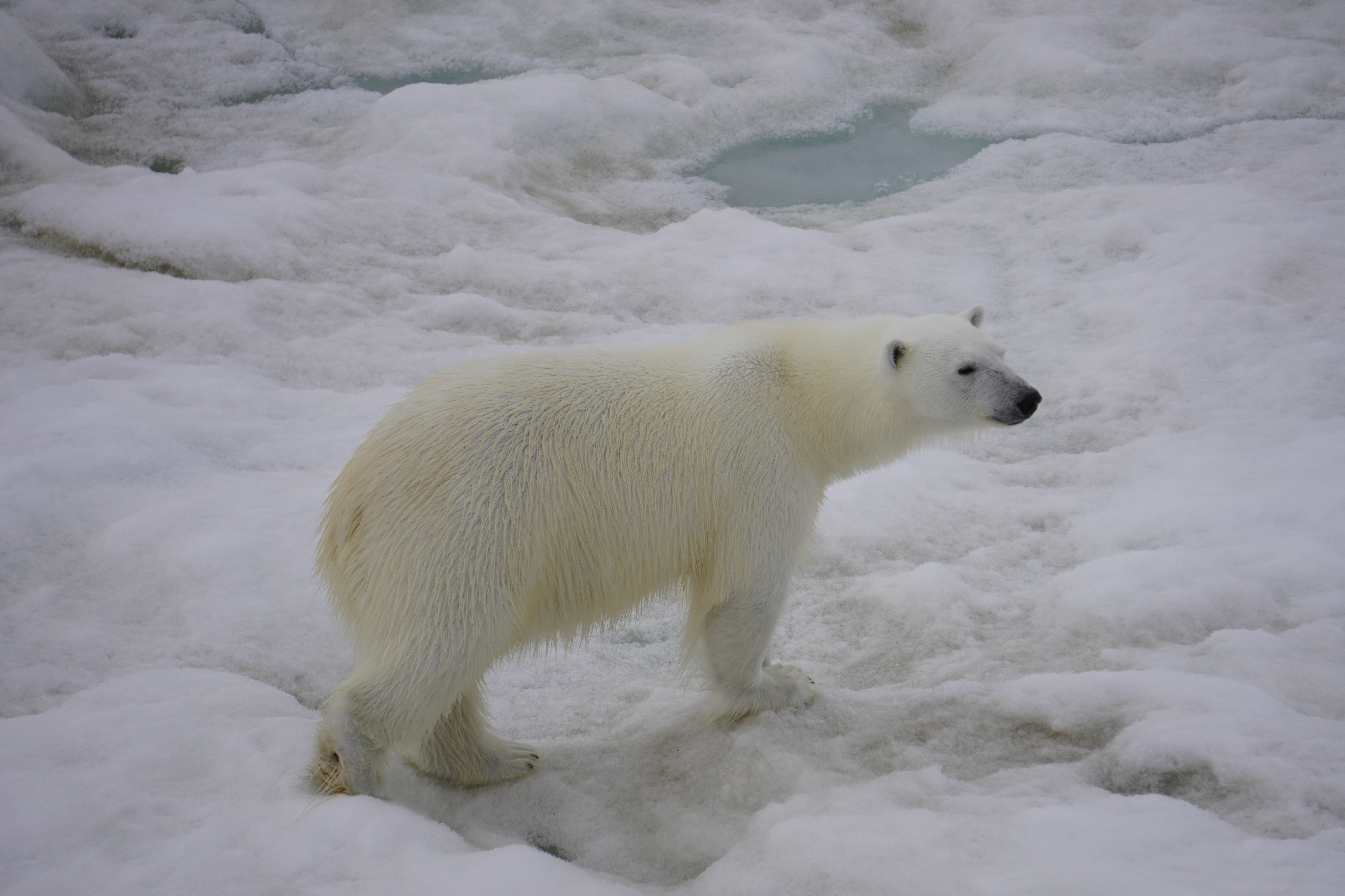 Polar bear in the Arctic