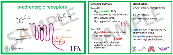 2020-PHA-receptor1-leannestokes