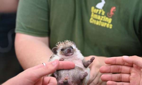 A hedgehog on its back being stroked gently by two hands.