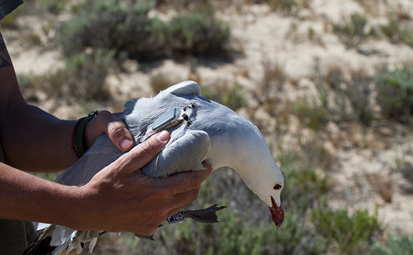 tracking gull