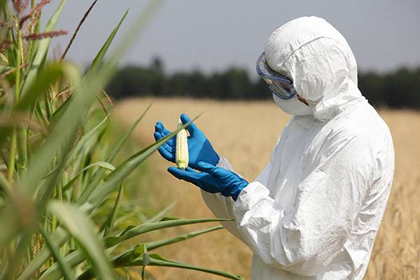 Biotechnology engineer examining immature corn on the cob in a field