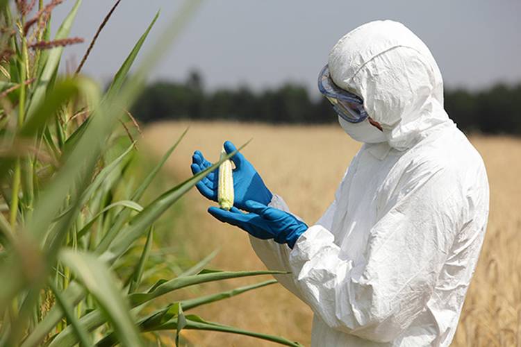 Biotechnology engineer examining immature corn on the cob in a field